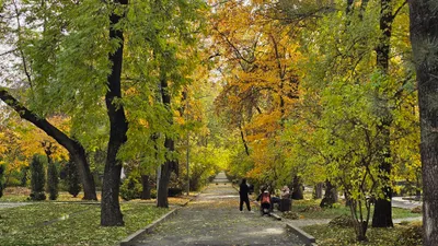 Осень, осенняя погода, желтые листья, листопад, осенний сезон, осенний лес, осенний парк, парк осенью, фото - Новости Zakon.kz от 04.03.2026 10:44