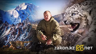 По таинственным следам: редкие фото снежного барса делает алматинец, фото - Новости Zakon.kz от 23.10.2025 15:59