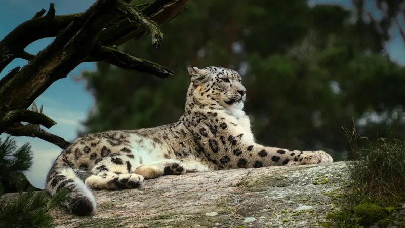 Снежный барс в объективе: редкие кадры загадочного хищника из заповедных зон Казахстана