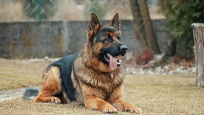 Немецкая овчарка, собаки, фото - Новости Zakon.kz от 23.10.2025 14:30