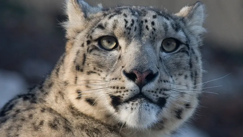 Снежный барс официально стал символом Кыргызстана