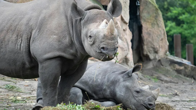 Массовый гнев казахстанцев вызвал поступок посетителя зоопарка в Алматы
