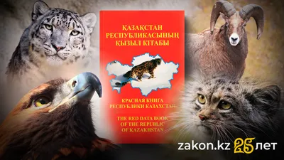 , фото - Новости Zakon.kz от 13.11.2025 10:43