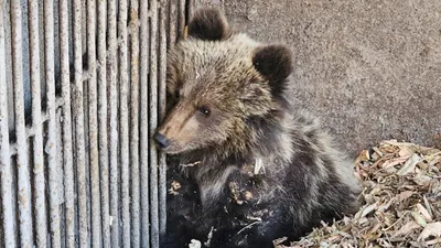 , фото - Новости Zakon.kz от 17.11.2025 16:10