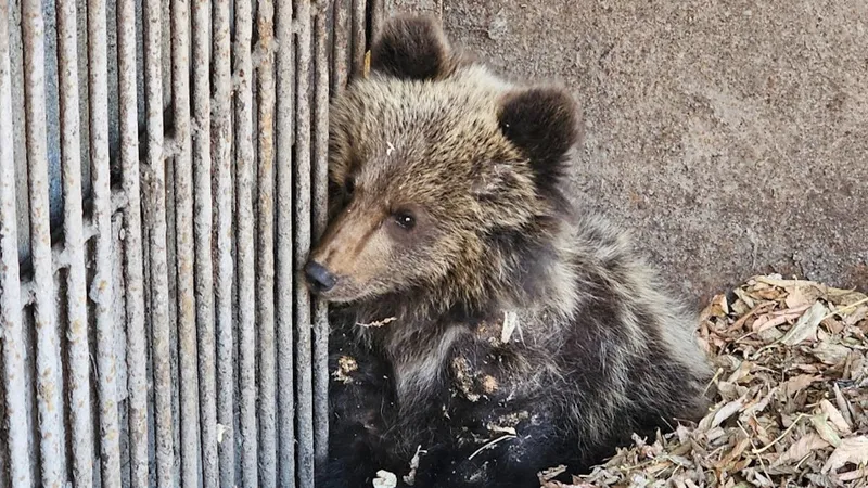 Отловленный в Риддере медвежонок попал в зоопарк Усть-Каменогорска