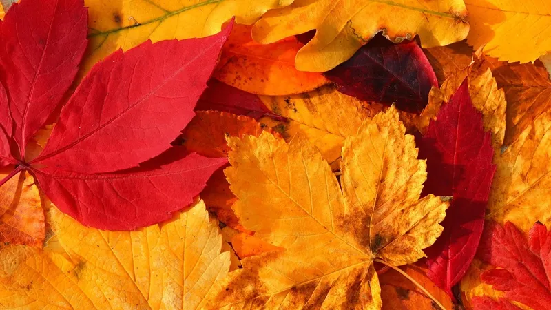 Дождь, туман и ветер: синоптики рассказали о погоде на 26 октября