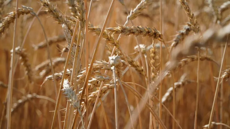 Акмолинская область собрала рекордные 7,6 миллиона тонн зерна