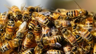 отец и дочь погибли после нападения пчел, фото - Новости Zakon.kz от 27.10.2025 20:11