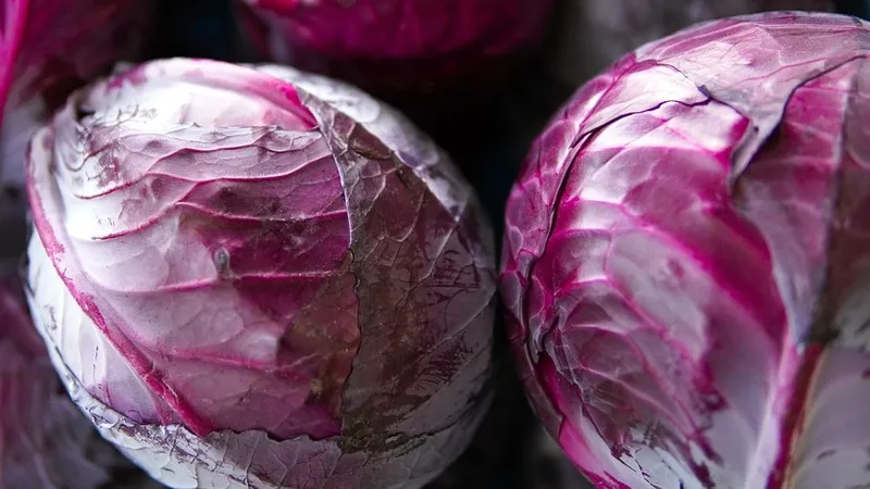Врач назвал интересные свойства краснокочанной капусты
