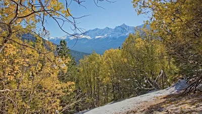 осень, деревья, горы, снег, фото - Новости Zakon.kz от 28.10.2025 17:46