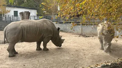 алматинский зоопарк, итоги и планы, фото - Новости Zakon.kz от 29.10.2025 18:58