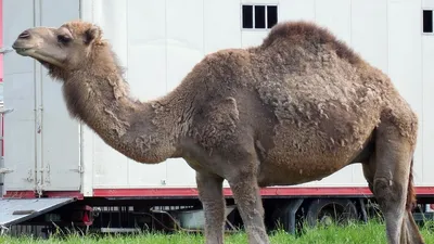 В Казахстане верблюд напал на ребенка, фото - Новости Zakon.kz от 30.10.2025 03:44