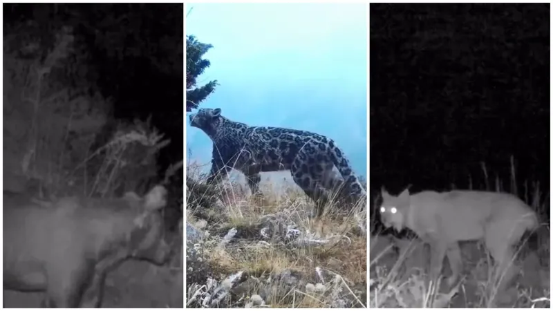 Уникальные кадры редких животных с фотоловушек появились в Казнете