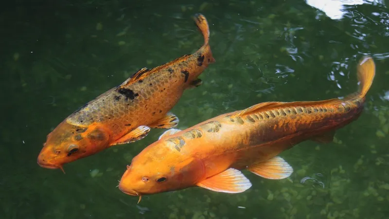 Утверждены правила оказания госуслуги по переселению и разведению рыбы