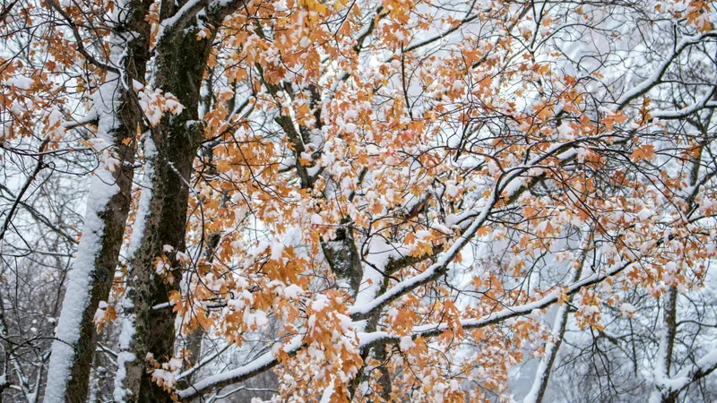 Снег, дожди и тепло до +24°C: какая погода ждет Астану, Алматы и Шымкент с 31 октября по 2 ноября