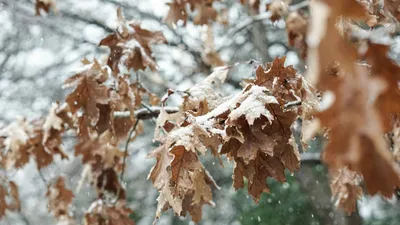 желтые листья, снег, фото - Новости Zakon.kz от 31.10.2025 17:41