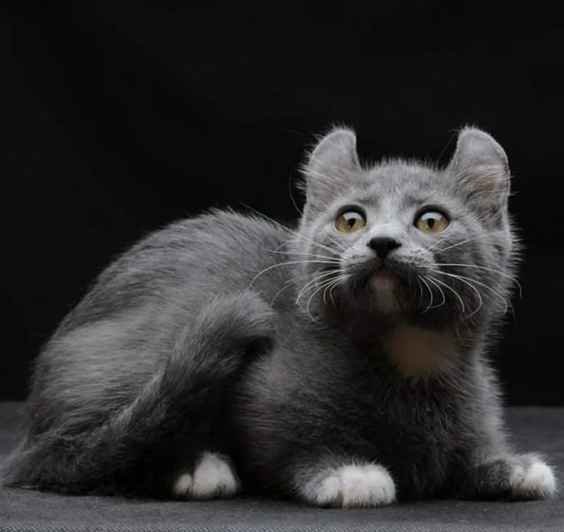 кинкалоу, фото - Новости Zakon.kz от 31.10.2025 17:47