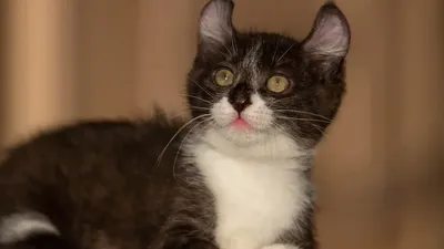 кинкалоу, фото - Новости Zakon.kz от 31.10.2025 17:47