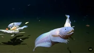 Съемка под водой, рыбы, дно океана, фото - Новости Zakon.kz от 02.11.2025 02:59