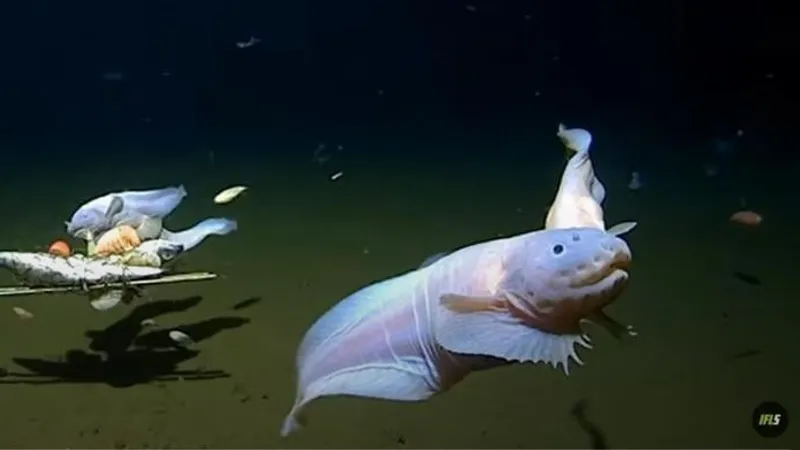 Ученые узнали, как выглядит самая глубоководная рыба в мире