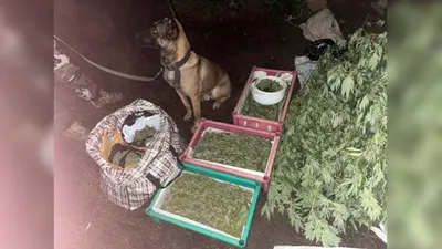 марихуана, фото - Новости Zakon.kz от 01.11.2025 13:00