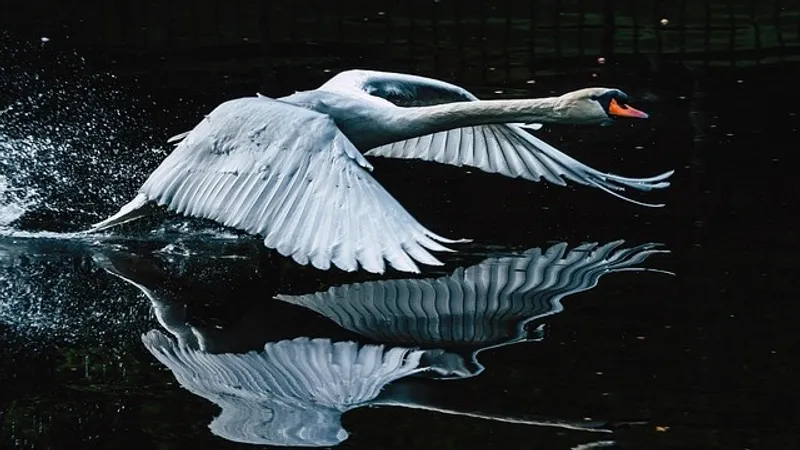 Лебедь парализовал движение поездов на крупнейшей железнодорожной станции в Шотландии