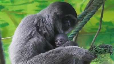 в арестовали мужчину с серебристыми гиббонами в багаже, фото - Новости Zakon.kz от 01.11.2025 18:22