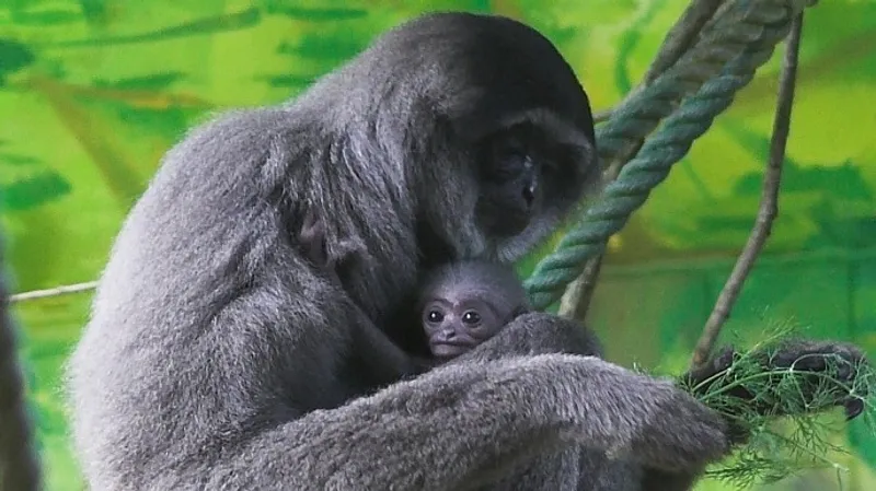 Из Таиланда в Индию пассажир привез в сумке краснокнижных животных