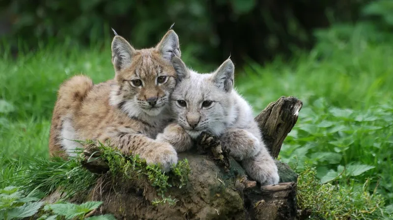 Рысь с детенышем попали на камеру в области Жетысу