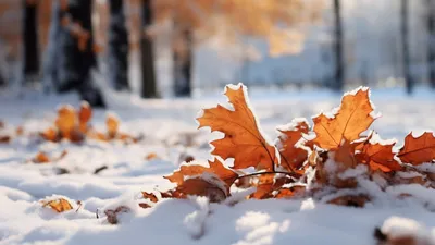 осенний снег, фото - Новости Zakon.kz от 02.11.2025 14:50