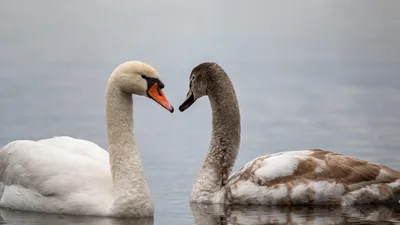 лебеди, фото - Новости Zakon.kz от 02.11.2025 09:11