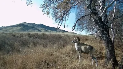 архар, фото - Новости Zakon.kz от 02.11.2025 15:16