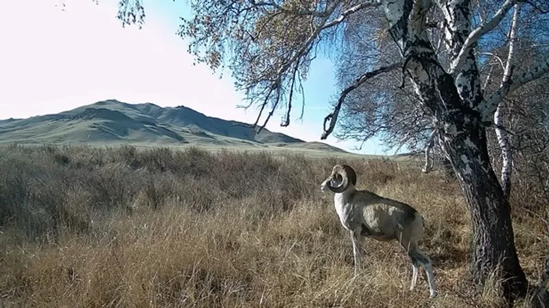 Краснокнижный архар попал в фотоловушку в Карагандинской области