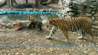 тигрица с детенышами в зоопарке Алматы, фото - Новости Zakon.kz от 03.11.2025 12:32