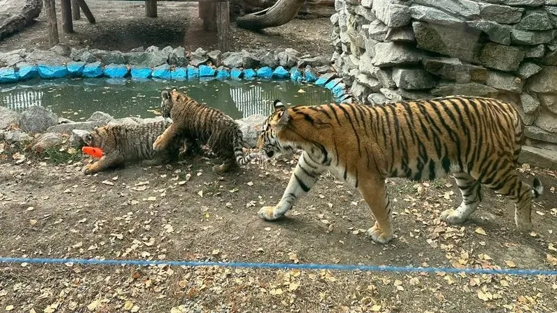Зоопарку Алматы требуется помощь горожан