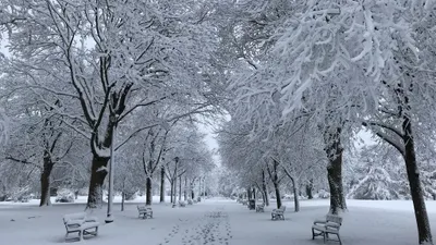 парк, деревья, скамейки, снег, фото - Новости Zakon.kz от 04.11.2025 15:32