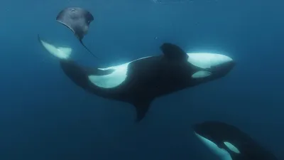 Видео нападения косаток на акул в Тихом океане, фото - Новости Zakon.kz от 05.11.2025 07:33