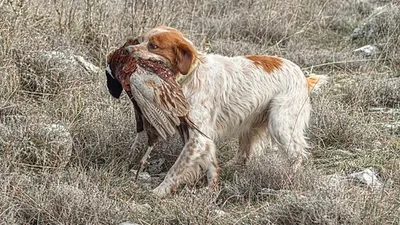 Погибли 27 охотничьих собак, фото - Новости Zakon.kz от 05.11.2025 08:30