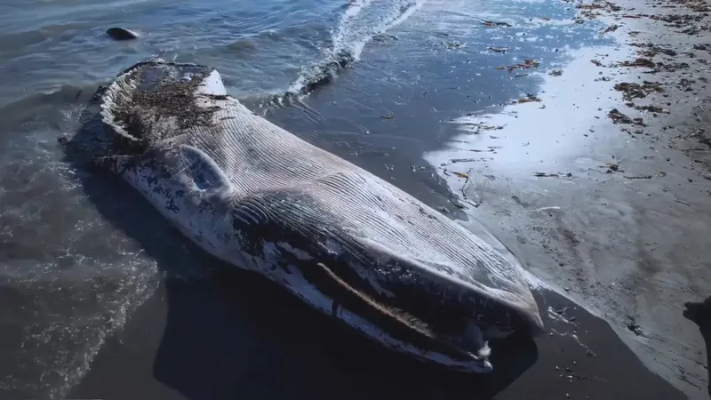 Редкий случай: у берегов Сахалина выбросило мертвого финвала