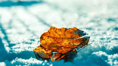 желтый лист, снег, фото - Новости Zakon.kz от 05.11.2025 14:33