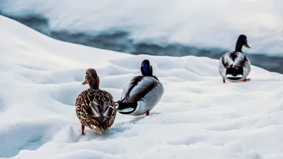 утки на снегу, фото - Новости Zakon.kz от 05.11.2025 16:11