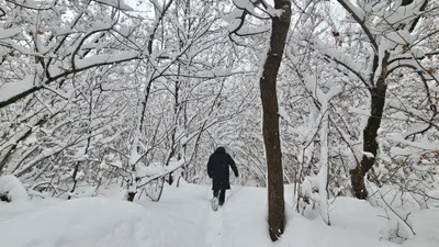 Снег, снегопад, зима, холод, мороз, заморозки, сурет - Zakon.kz жаңалық 14.01.2026 15:46