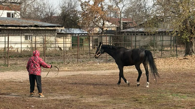 В Алматы решен вопрос размещения лошадей на зимний период