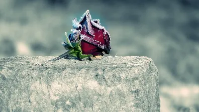 , фото - Новости Zakon.kz от 08.11.2025 13:35