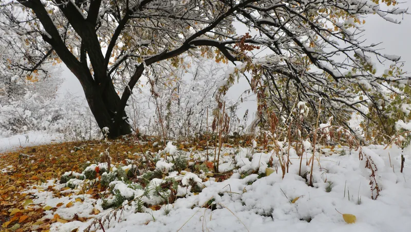Бесснежная зима в Казахстане: какие риски стоят перед аграриями