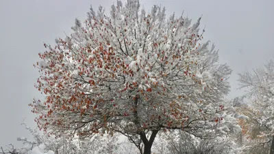 , фото - Новости Zakon.kz от 22.12.2025 11:43