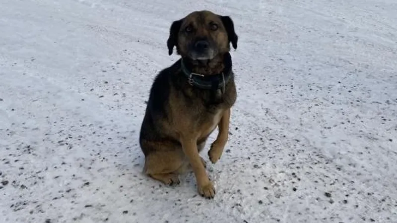 "Хатико по-казахстански" дождался хозяина, освободившегося по амнистии