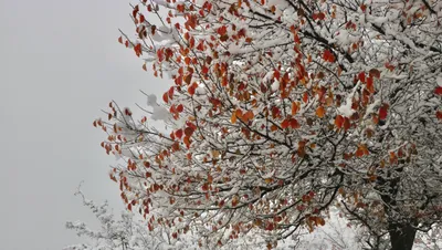 Снег, снегопад, зима, холод, мороз, заморозки, сурет - Zakon.kz жаңалық 13.04.2026 18:30