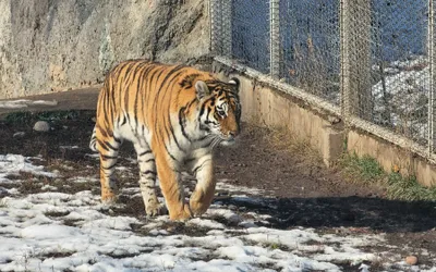 Как Алматинскому зоопарку удается сохранять редкие виды животных – фоторепортаж