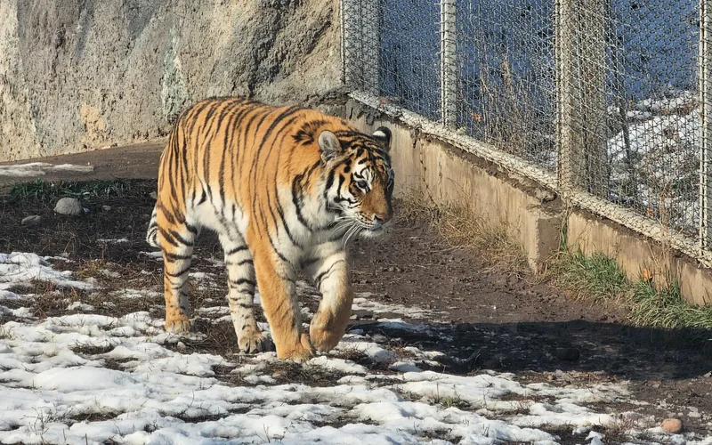 Как Алматинскому зоопарку удается сохранять редкие виды животных – фоторепортаж